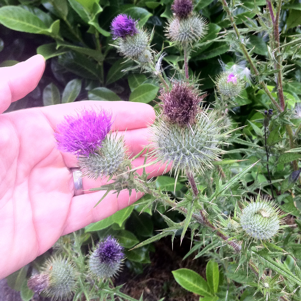 Mannavita maďarský za studena lisovaný olej zo semien pestreca mariánskeho • 250 ml