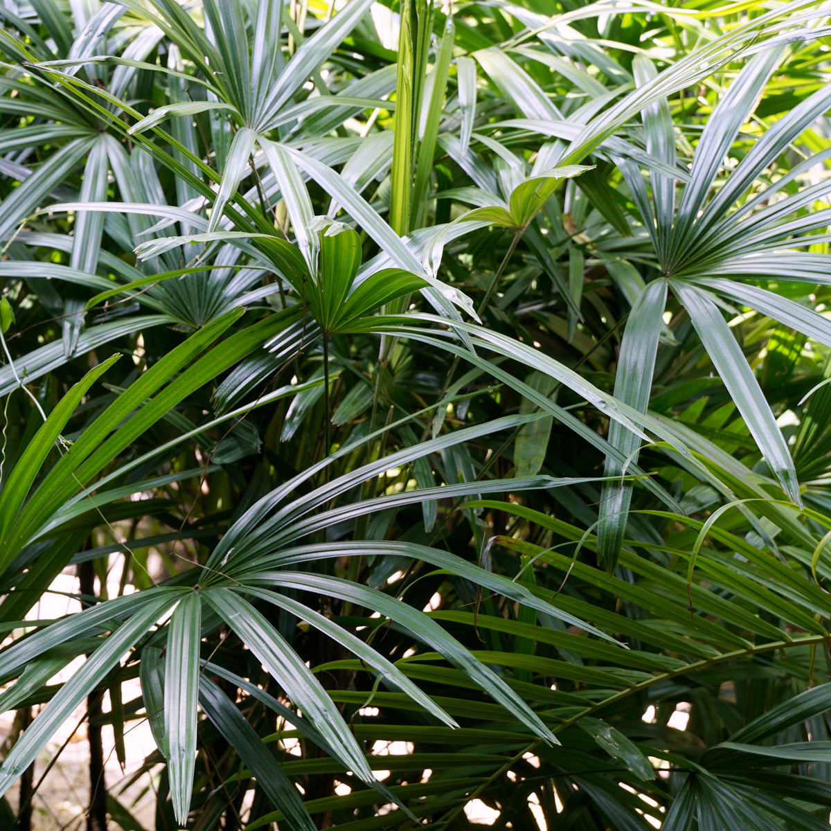 PROSTAX komplex pre prostatu • 60 kapsúl