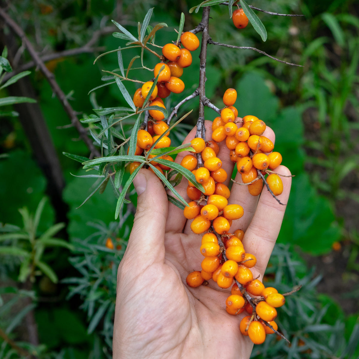 Mannavita maďarský za studena lisovaný olej zo semien rakytníka • 40 ml