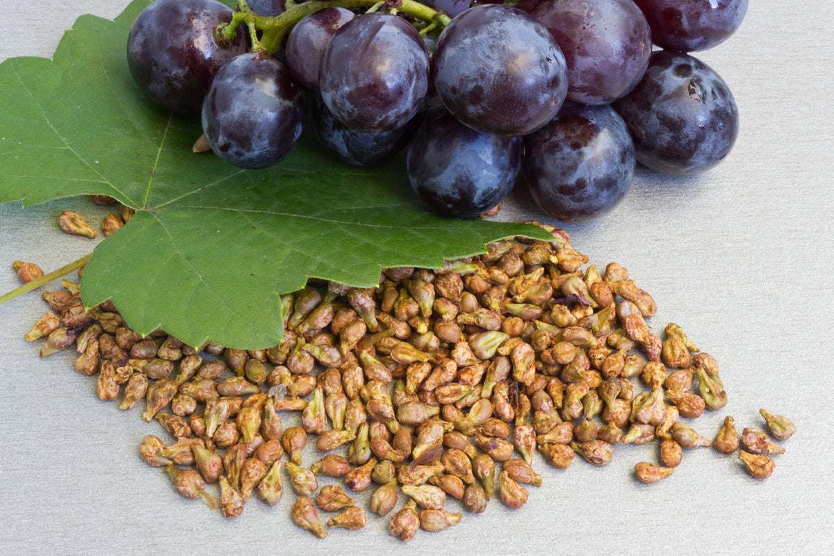Viniseera prášok z hroznových jadierok • 150 g