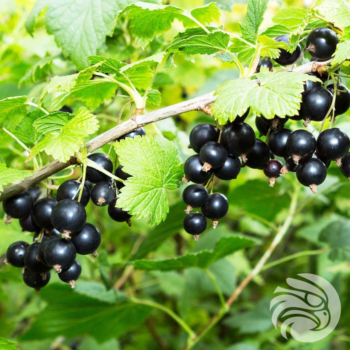 Manukové medové pastilky s čiernym ríbezľom • 15 ks