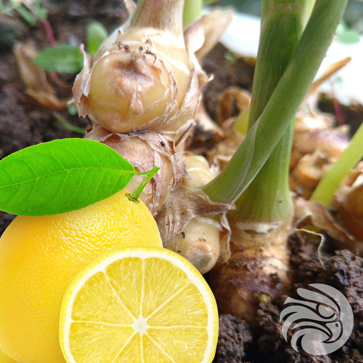 Manuka medové pastilky s prírodným zázvorom a citrónom • 15 ks.