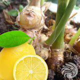 Manuka medové pastilky s prírodným zázvorom a citrónom • 15 ks.