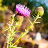 Mannavita maďarský za studena lisovaný olej zo semien pestreca mariánskeho • 250 ml