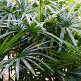 PROSTAX komplex pre prostatu • 60 kapsúl