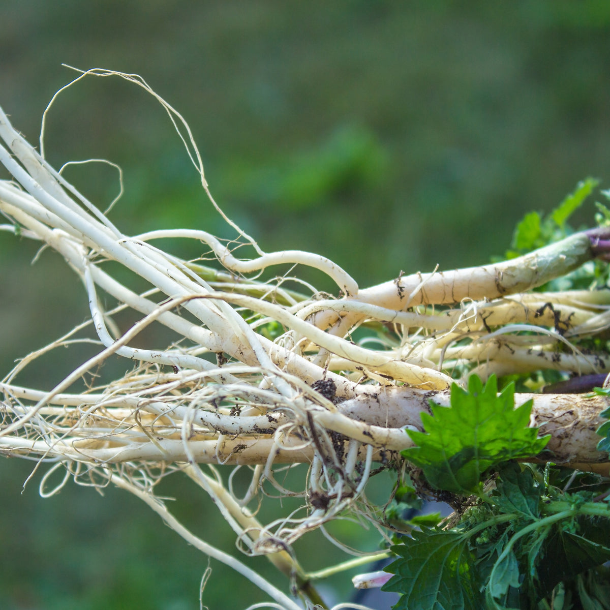 PROSTAX komplex pre prostatu • 60 kapsúl