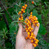 Mannavita maďarský za studena lisovaný olej zo semien rakytníka • 40 ml